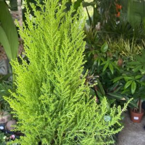 Küçük Çam Ağacı