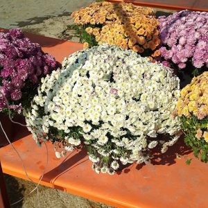 Kasımpatı Büyük Boy