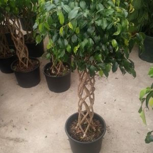 Örgülü Benjaminler